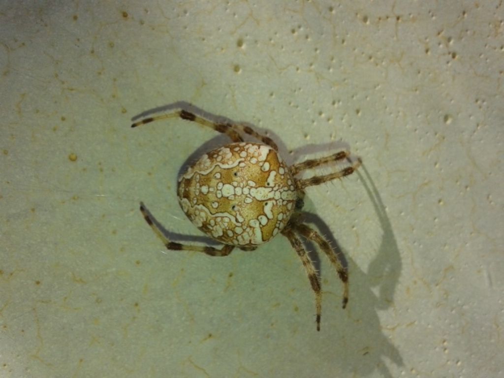 Araneus diadematus e opilione - Altamura (BA)